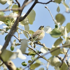 Setophaga coronata auduboni