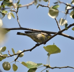 Setophaga coronata auduboni