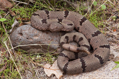 Crotalus lepidus klauberi