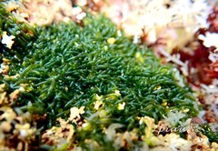 Valoniopsis