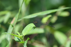Prodasineura autumnalis