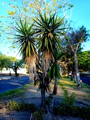 Yucca gigantea