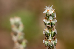 Plantago argyraea