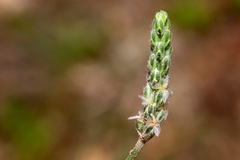 Plantago argyraea