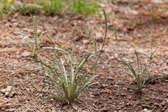 Plantago argyraea