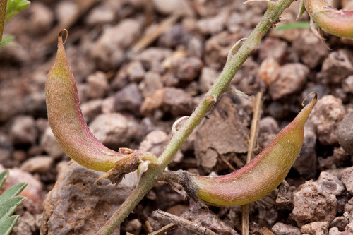 Astragalus humistratus var. humistratus