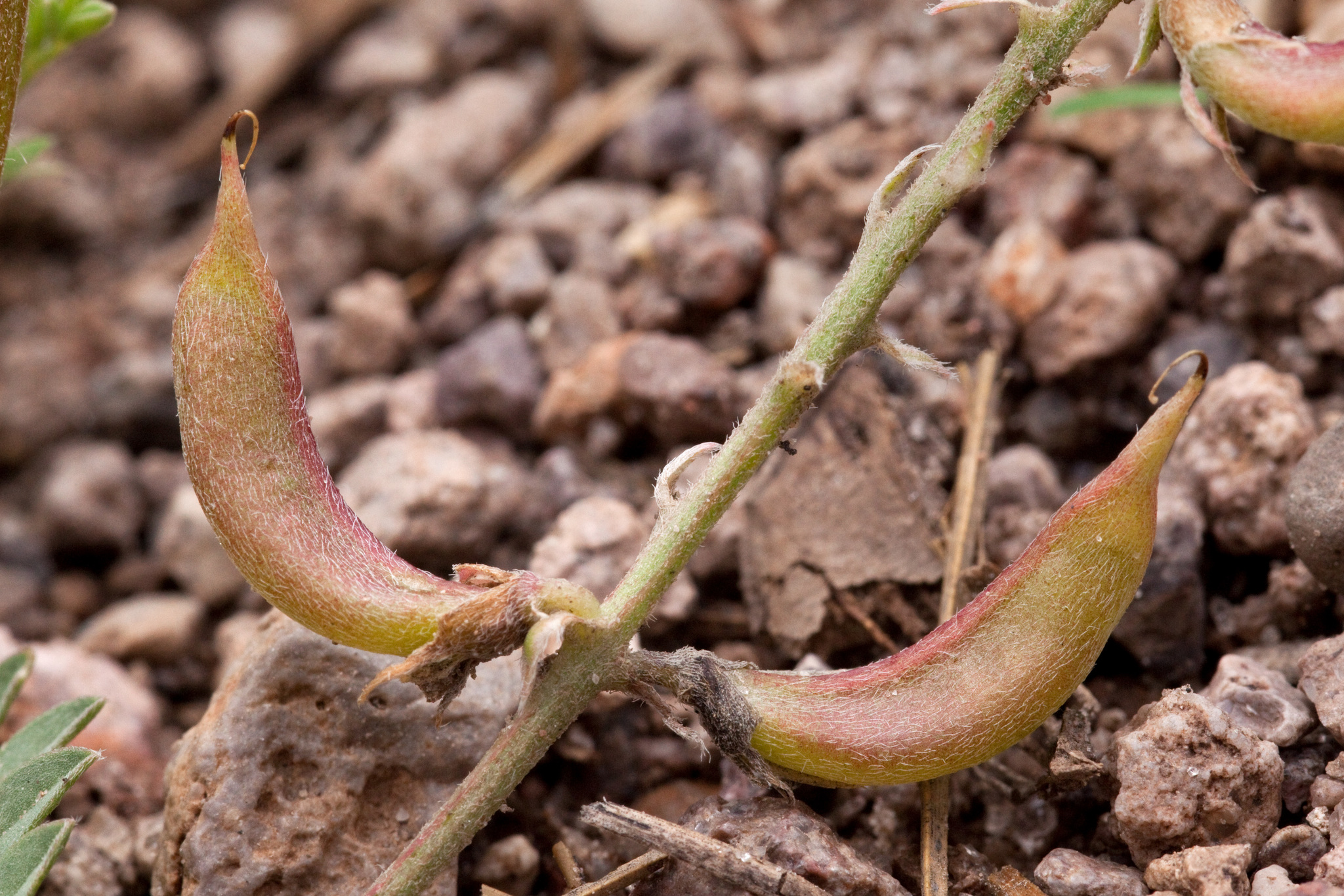 Astragalus humistratus var. humistratus