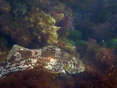 Aplodactylus arctidens
