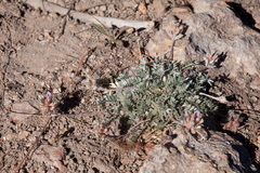 Astragalus gilensis