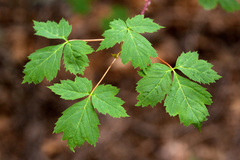 Acer glabrum neomexicanum