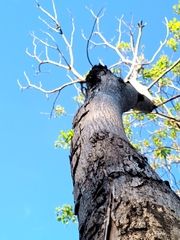Roseodendron donnell-smithii