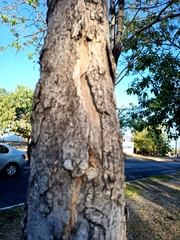 Roseodendron donnell-smithii