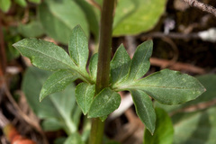 Valeriana arizonica