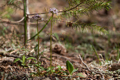 Valeriana arizonica
