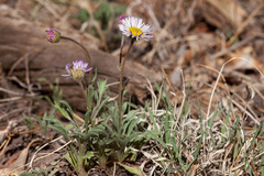 Erigeron flagellaris