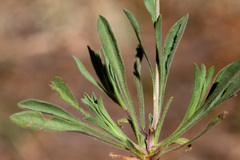 Erigeron flagellaris