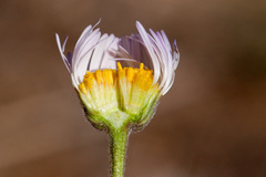 Erigeron flagellaris