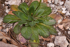 Draba mogollonica