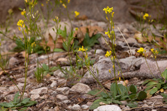 Draba mogollonica