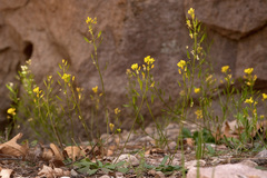 Draba mogollonica