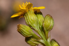 Senecio wootonii