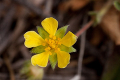 Potentilla subviscosa