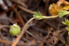 Potentilla subviscosa