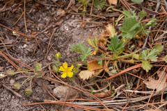 Potentilla subviscosa