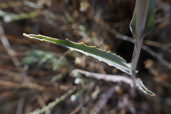 Streptanthus glandulosus albidus