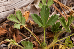 Potentilla subviscosa