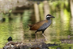 Gallirallus torquatus