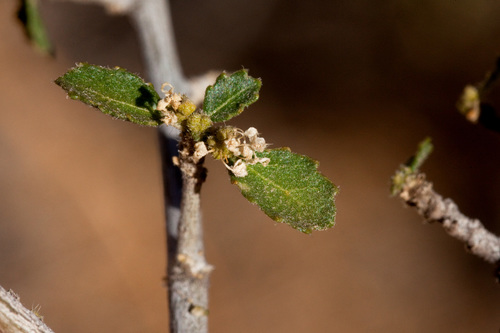 desert myrtlecroton (Bernardia obovata)