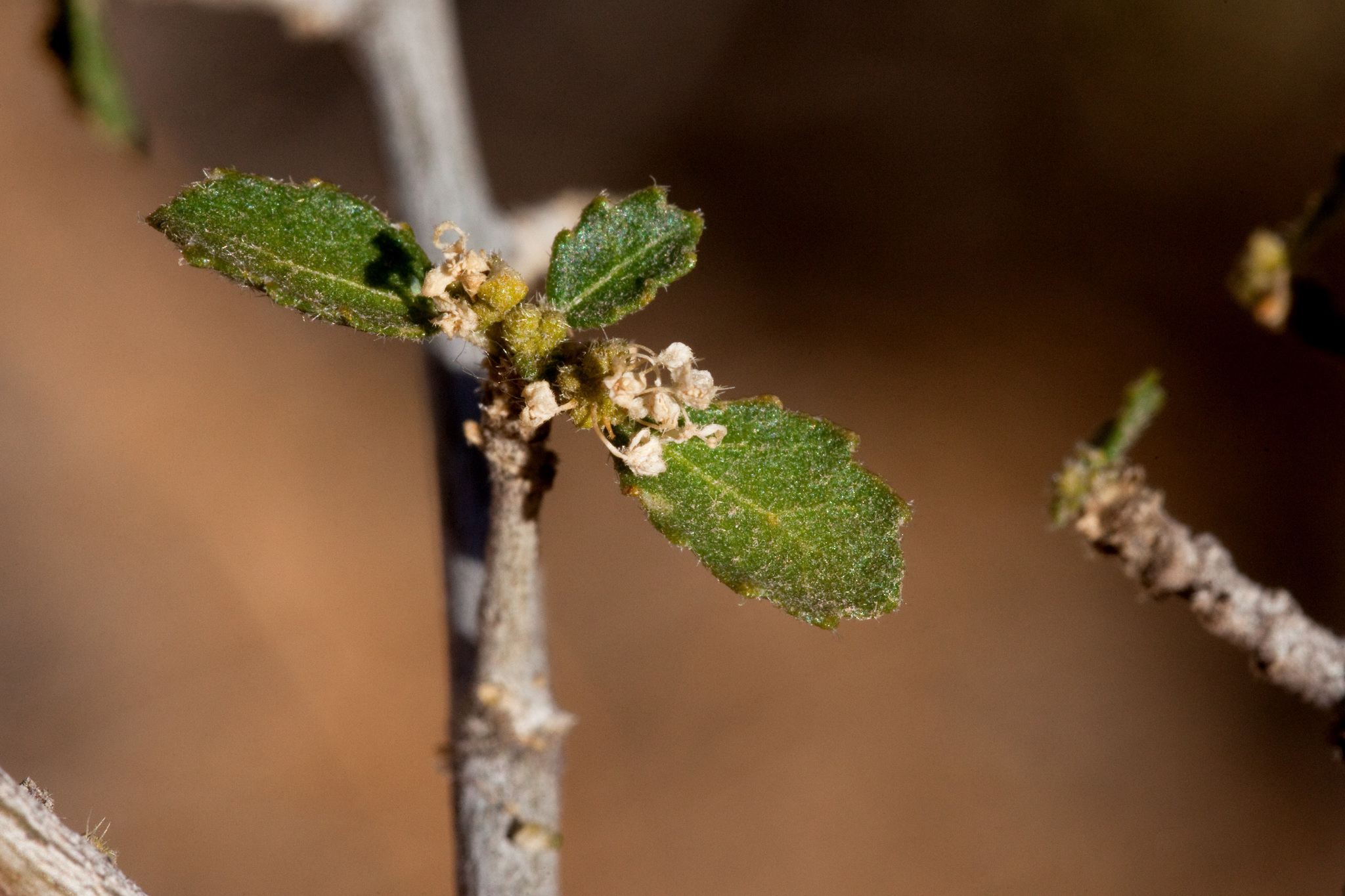 Bernardia obovata