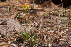 Packera neomexicana mutabilis