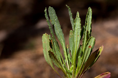 Packera neomexicana mutabilis