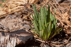 Packera neomexicana mutabilis