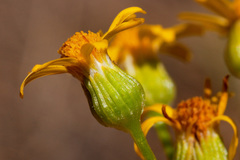 Packera neomexicana mutabilis