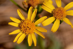 Packera neomexicana mutabilis