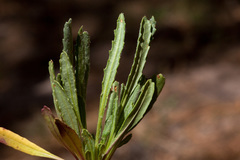 Packera neomexicana mutabilis
