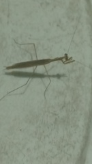 Musonia remota