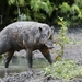 Babirusa - Photo (c) Phil Chaon, alguns direitos reservados (CC BY-NC), uploaded by Phil Chaon