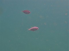Pseudocaranx