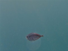Pseudocaranx