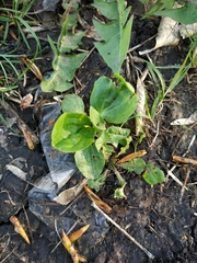 Plantago major