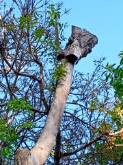 Roseodendron donnell-smithii