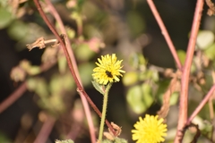 Helminthotheca echioides