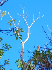 Roseodendron donnell-smithii