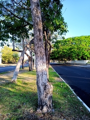 Roseodendron donnell-smithii