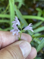 Physostegia pulchella