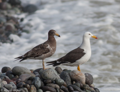 Belcher's Gull photo 4
